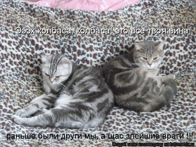 Котоматрица: Эээх колбаса, колбаса! это все твоя вина!  раньше были други мы, а щас злейшие враги !!!