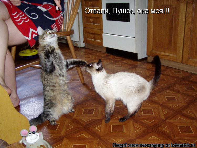 Котоматрица: Отвали, Пушок, она моя!!!