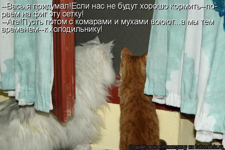 Котоматрица: --Вась,я придумал!Если нас не будут хорошо кормить--по- рвём на фиг эту сетку! --Ага!Пусть потом с комарами и мухами воюют...а мы тем временем--к 