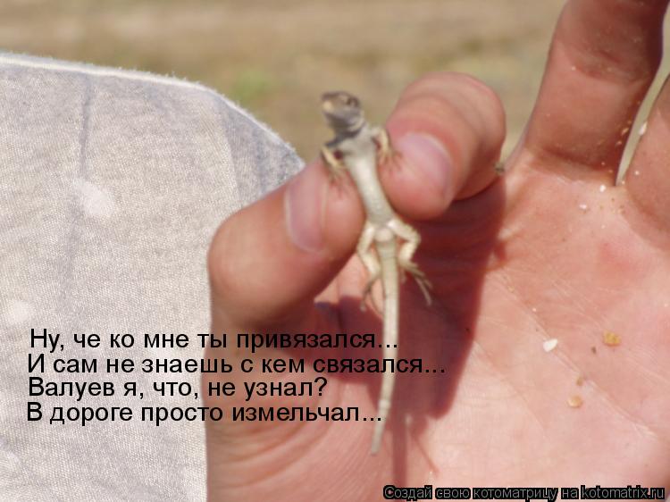 Котоматрица: Ну, че ко мне ты привязался...  И сам не знаешь с кем связался... Валуев я, что, не узнал? В дороге просто измельчал...