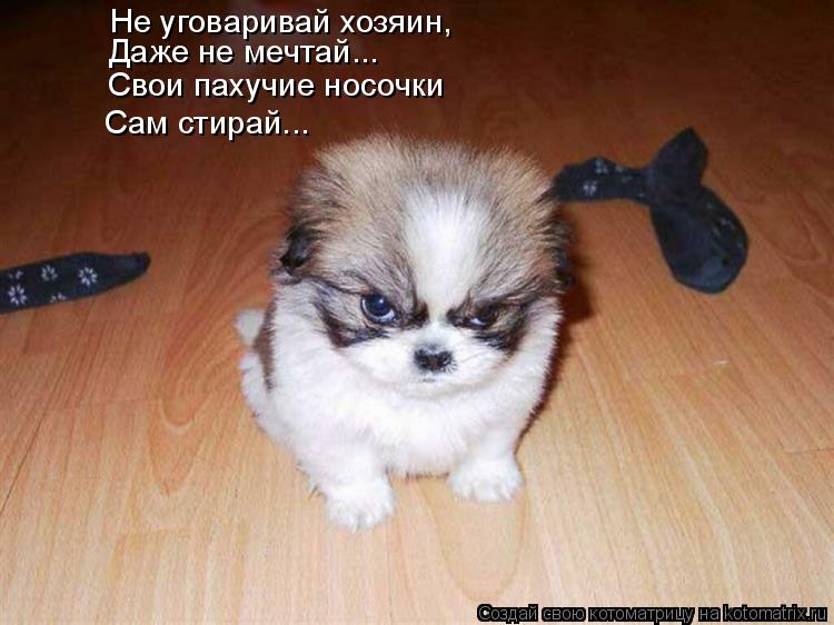 Котоматрица: Не уговаривай хозяин, Даже не мечтай... Свои пахучие носочки Сам стирай...
