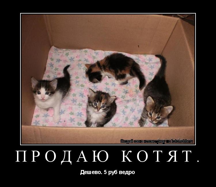 Котоматрица: Продаю котят.  Дешево. 5 руб ведро