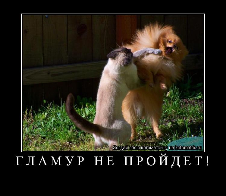 Гламур не пройдёт! ... Котоматрица: Гламур не пройдёт!