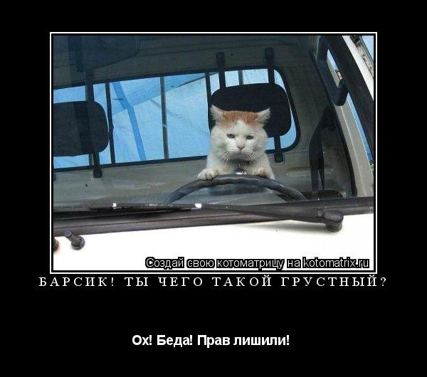 Котоматрица: Барсик! Ты чего такой грустный? Ох! Беда! Прав лишили! 
