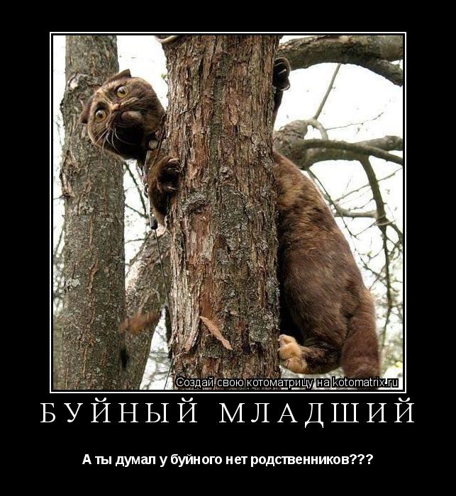 Котоматрица: Буйный младший А ты думал у буйного нет родственников???