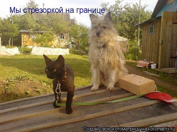 Котоматрица: Мы стрезоркой на границе