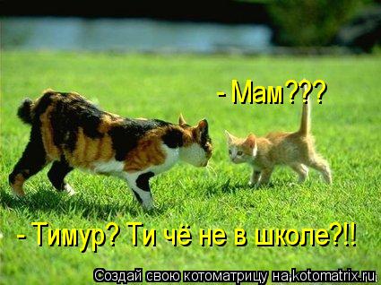 Котоматрица: - Мам??? - Тимур? Ти чё не в школе?!!