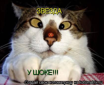 Котоматрица: ЗВЕЗДА У ШОКЕ!!!