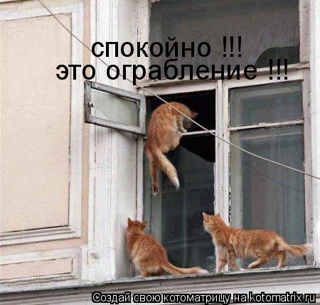 Котоматрица: спокойно !!! это ограбление !!!