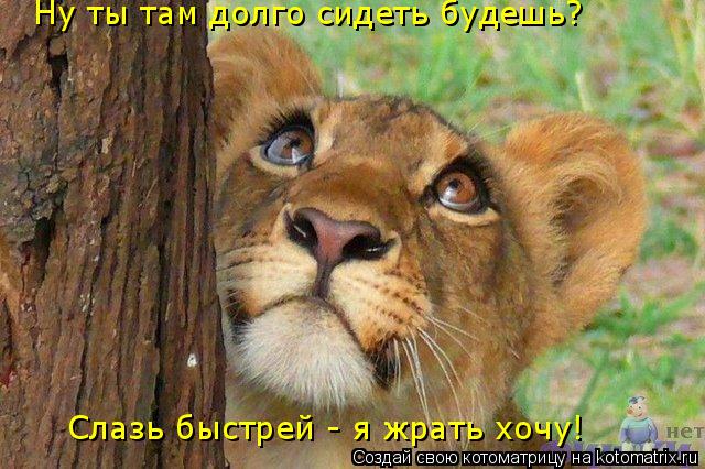 Котоматрица: Ну ты там долго сидеть будешь? Слазь быстрей - я жрать хочу!