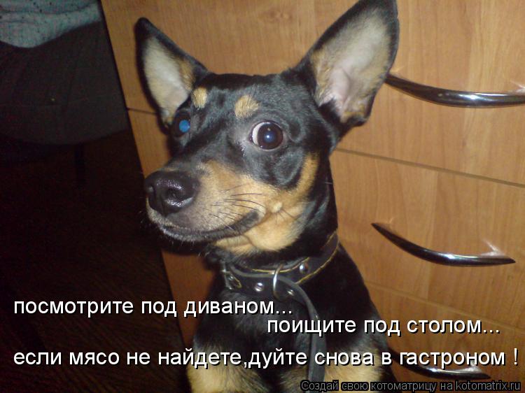посмотрите под диваном... поищите под столом... если мясо не найдете,дуйте снова в гастроном !... Котоматрица: посмотрите под диваном... поищите под столом... если мясо не найдете,дуйте снова в гастроном !