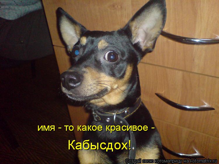 Котоматрица: имя - то какое красивое -  Кабысдох!