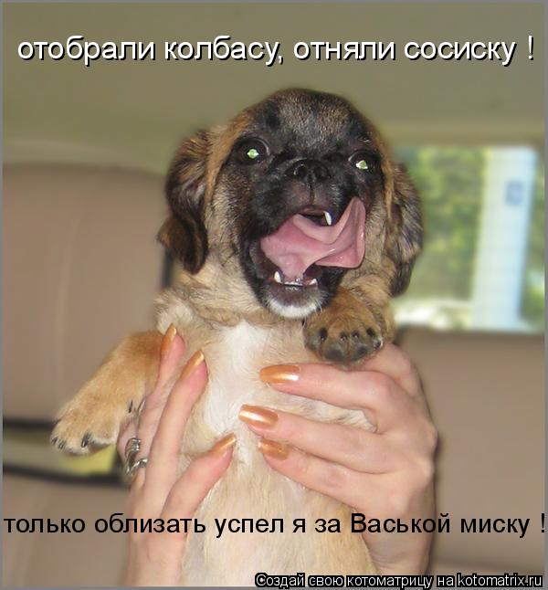 Котоматрица: отобрали колбасу, отняли сосиску ! только облизать успел я за Васькой миску !