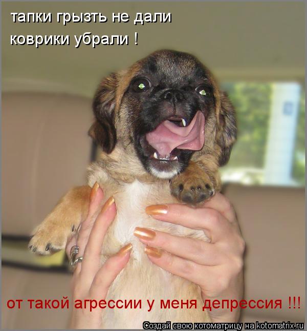 Котоматрица: тапки грызть не дали коврики убрали ! от такой агрессии у меня депрессия !!!