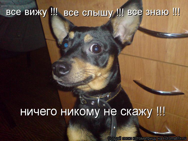 Котоматрица: все вижу !!! ничего никому не скажу !!! все слышу !!! все знаю !!!