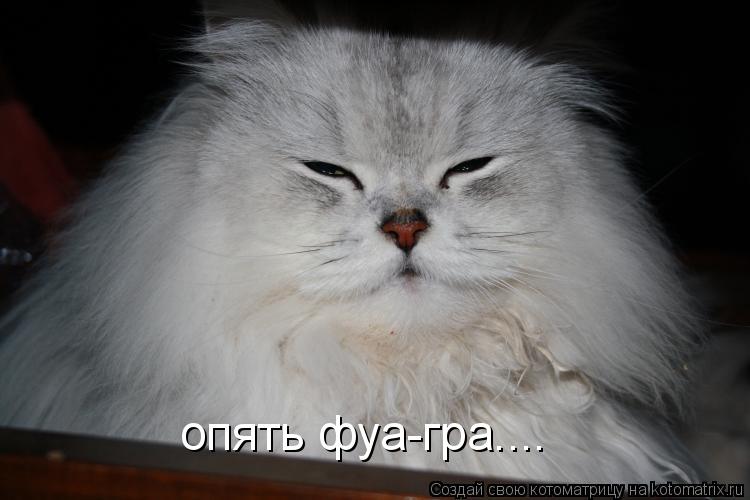 Котоматрица: опять фуа-гра....