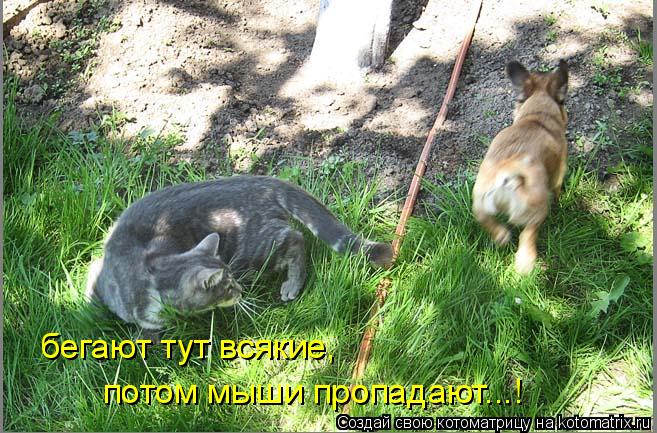 Котоматрица: бегают тут всякие, потом мыши пропадают...!