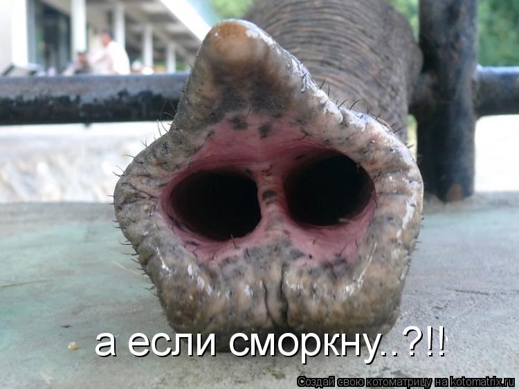 Котоматрица: а если сморкну..?!!