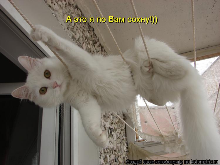Котоматрица: А это я по Вам сохну!))