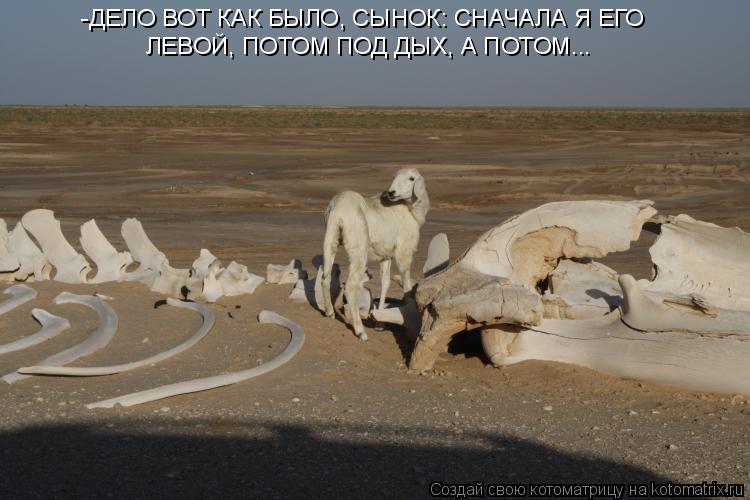 Котоматрица: -ДЕЛО ВОТ КАК БЫЛО, СЫНОК: СНАЧАЛА Я ЕГО  ЛЕВОЙ, ПОТОМ ПОД ДЫХ, А ПОТОМ...