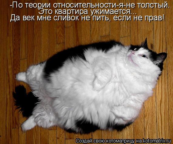 Котоматрица: -По теории относительности-я-не толстый. Это квартира ужимается... Да век мне сливок не пить, если не прав!