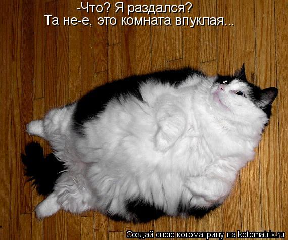 Котоматрица: -Что? Я раздался? Та не-е, это комната впуклая...