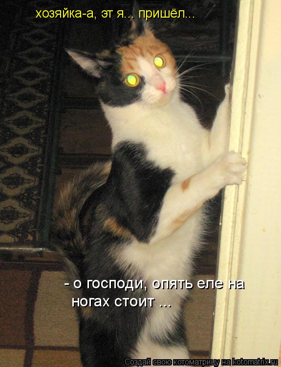 Котоматрица: хозяйка-а, эт я... пришёл... - о господи, опять еле на ногах - о господи, опять еле на ногах стоит ...