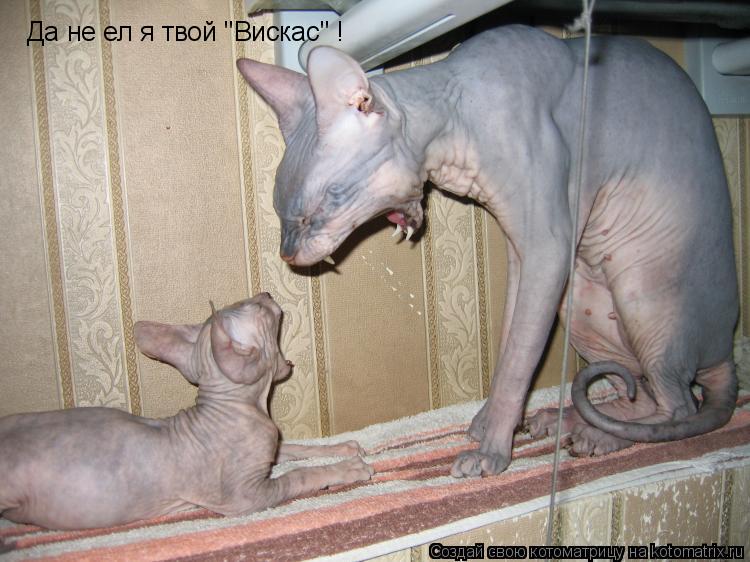 Котоматрица: Да не ел я твой "Вискас" !