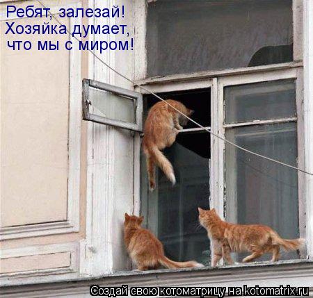 Котоматрица: Ребят, залезай! Хозяйка думает, что мы с миром!