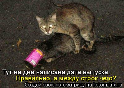 Котоматрица: Тут на дне написана дата выпуска! Правильно, а между строк чего?