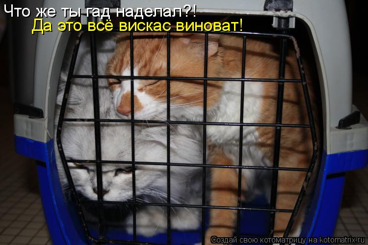 Котоматрица: Что же ты гад наделал?! Да это всё вискас виноват!