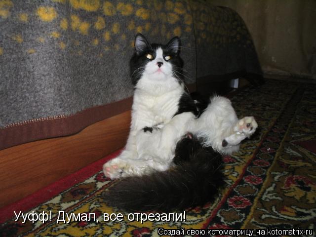 Котоматрица: Ууфф! Думал, все отрезали!