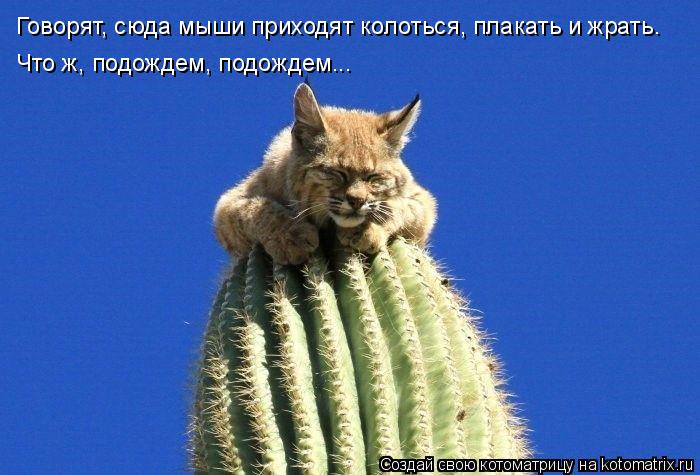 Котоматрица: Говорят, сюда мыши приходят колоться, плакать и жрать. Что ж, подождем, подождем...