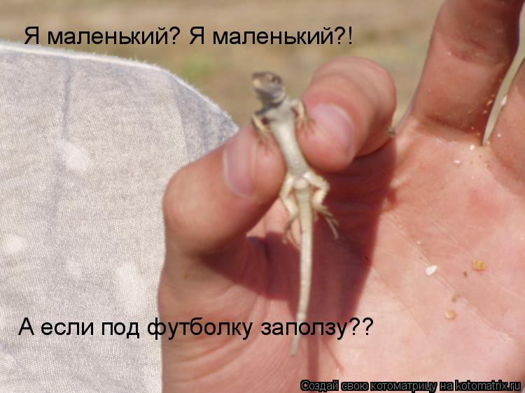 Котоматрица: Я маленький? Я маленький?! А если под футболку заползу??