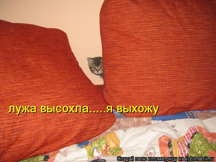 лужа высохла.....я выхожу... Котоматрица: лужа высохла.....я выхожу