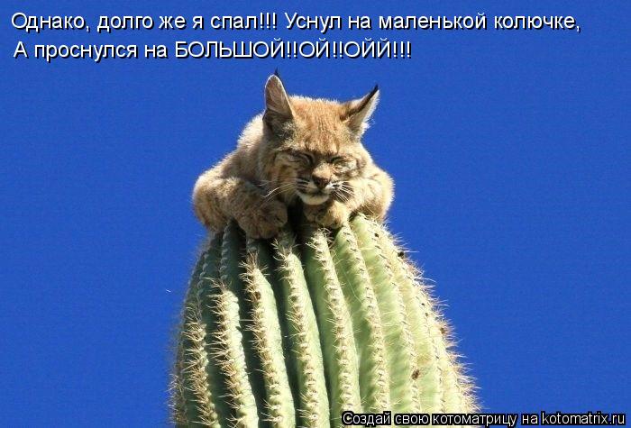 Котоматрица: Однако, долго же я спал!!! Уснул на маленькой колючке, А проснулся на БОЛЬШОЙ!!ОЙ!!ОЙЙ!!!