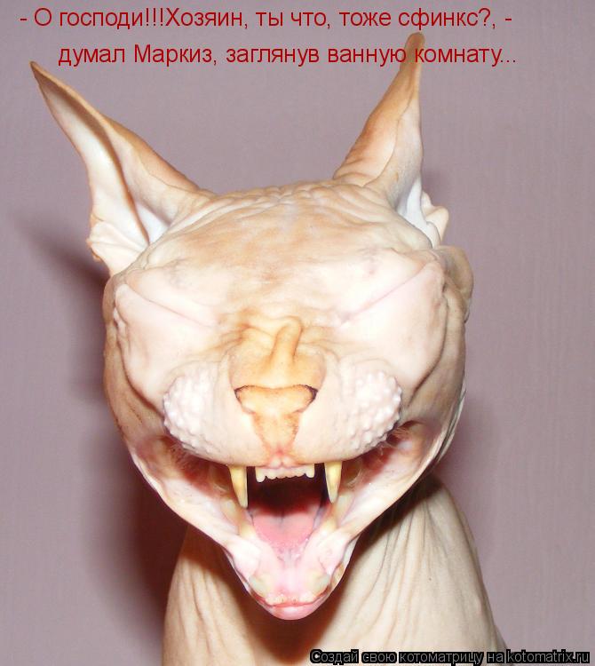Котоматрица: - О господи!!!Хозяин, ты что, тоже сфинкс?, - думал Маркиз, заглянув ванную комнату...