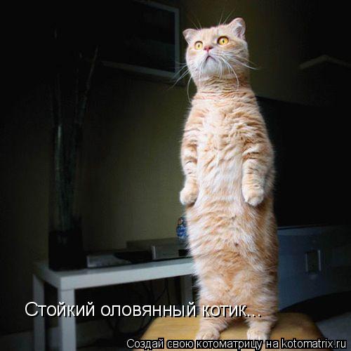 Котоматрица: Стойкий оловянный котик...