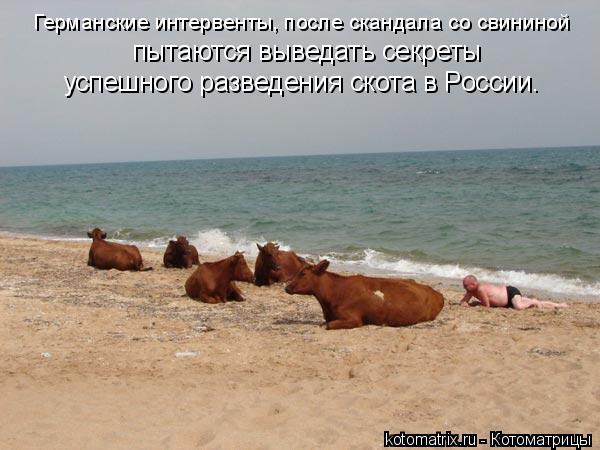 Котоматрица: Германские интервенты, после скандала со свининой  пытаются выведать секреты  успешного разведения скота в России.