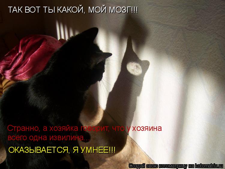 Котоматрица: ТАК ВОТ ТЫ КАКОЙ, МОЙ МОЗГ!!! Странно, а хозяйка говорит, что у хозяина  всего одна извилина... ОКАЗЫВАЕТСЯ, Я УМНЕЕ!!!