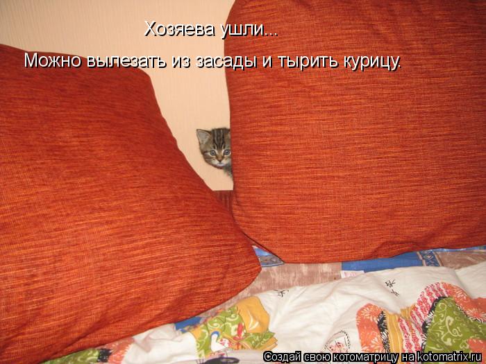 Котоматрица: Хозяева ушли... Можно вылезать из засады и тырить курицу.