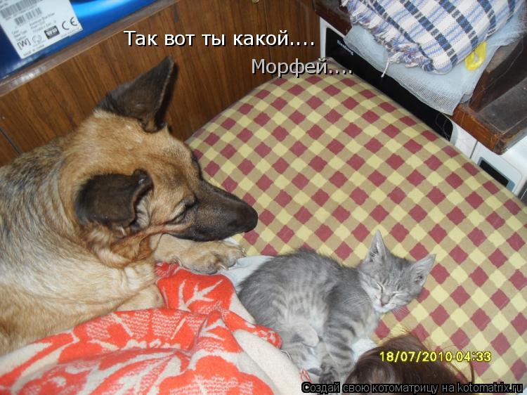 Котоматрица: Так вот ты какой.... Морфей....