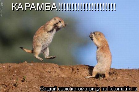 Котоматрица: КАРАМБА!!!!!!!!!!!!!!!!!!!!!
