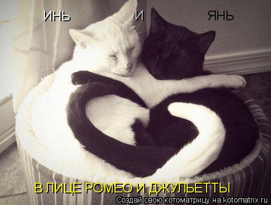 Котоматрица: ИНЬ И ЯНЬ В ЛИЦЕ РОМЕО И ДЖУЛЬЕТТЫ