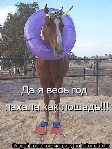 Котоматрица: Да я весь год  пахала как лошадь!!!