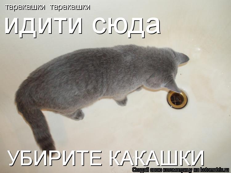Котоматрица: таракашки  таракашки    идити сюда     УБИРИТЕ КАКАШКИ
