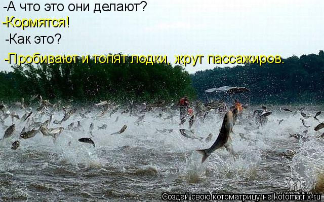 Котоматрица: -А что это они делают? -Кормятся! -Как это? -Пробивают и топят лодки, жрут пассажиров.