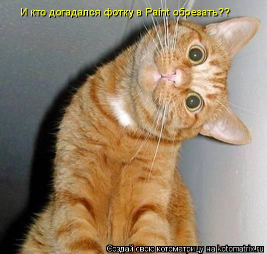 Котоматрица: И кто догадался фотку в Paint обрезать??