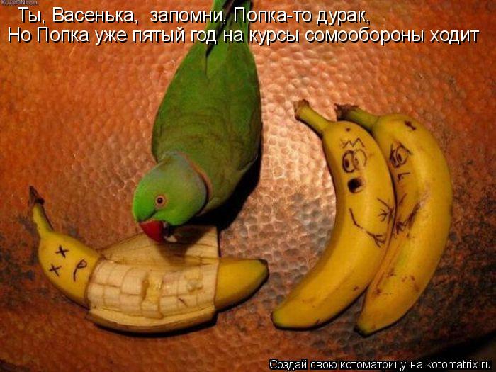 Котоматрица: Ты, Васенька,  запомни, Попка-то дурак, Но Попка уже пятый год на курсы сомообороны ходит