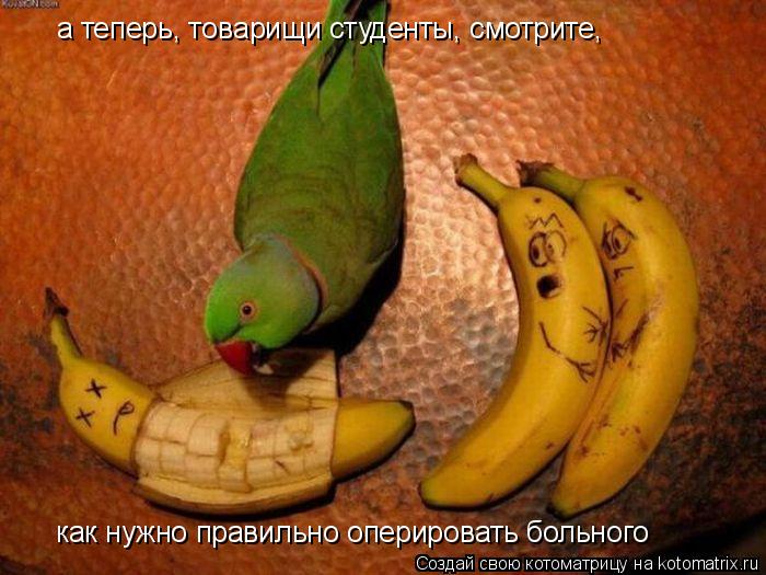 Котоматрица: а теперь, товарищи студенты, смотрите,  как нужно правильно оперировать больного